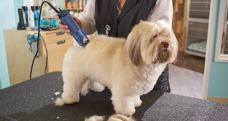 Best Dog Clippers for Thick Coats and Matted Hair