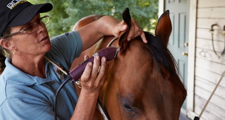 Best Horse clippers