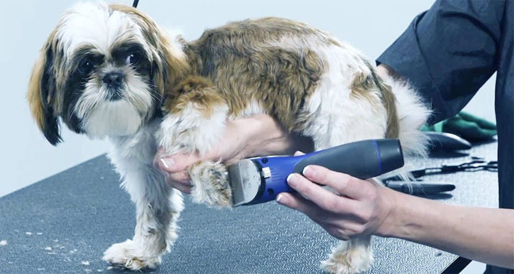 Best dog clippers for maltese